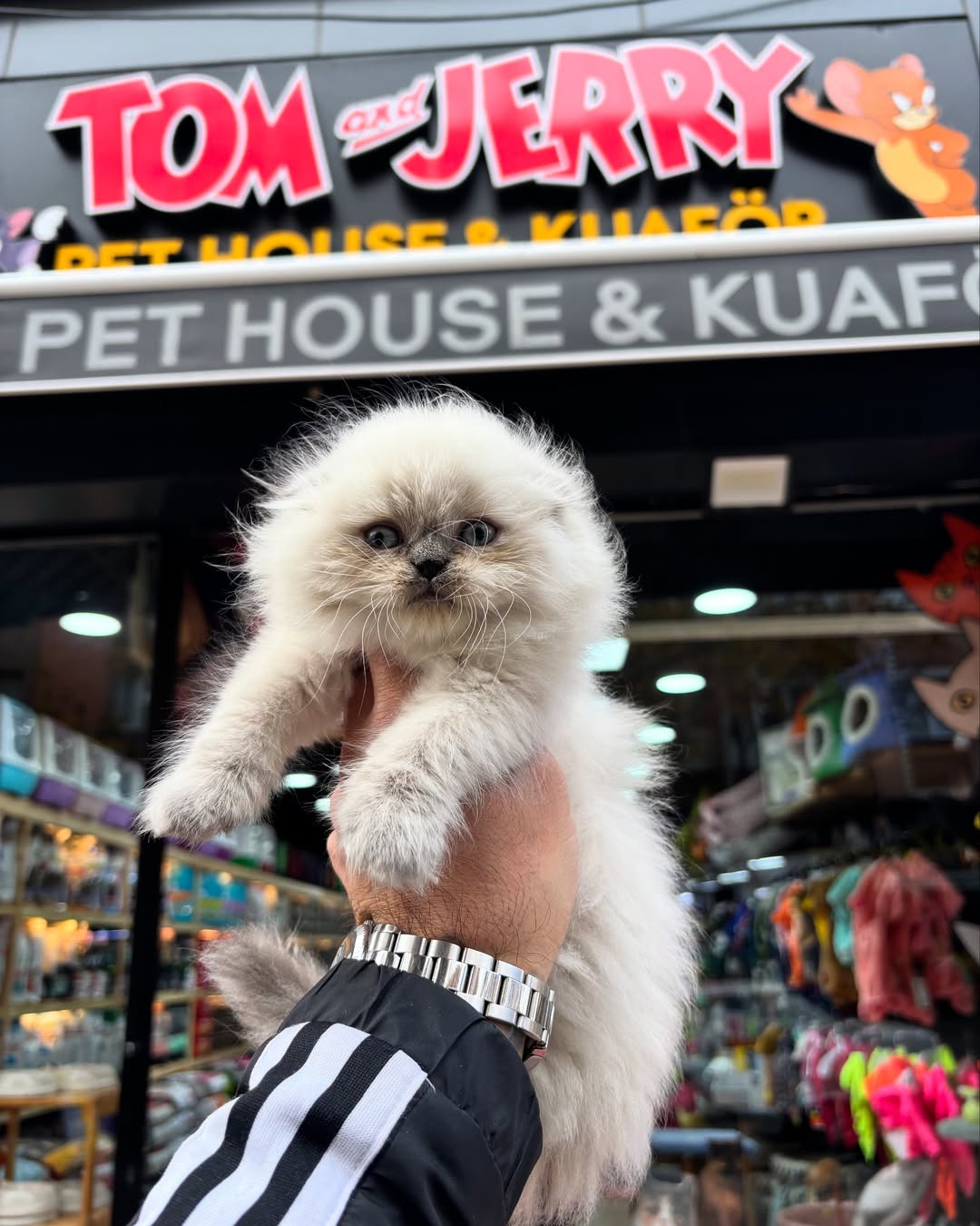 Tom And Jerry Pet  Shop